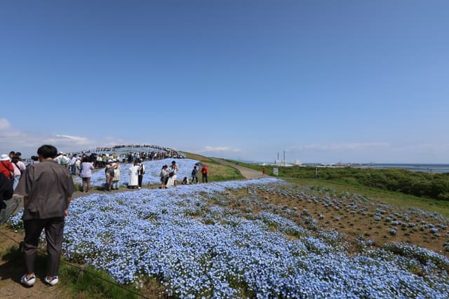 A scenic landscape with people walking along a path surrounded by fields of blooming blue flowers under a clear blue sky