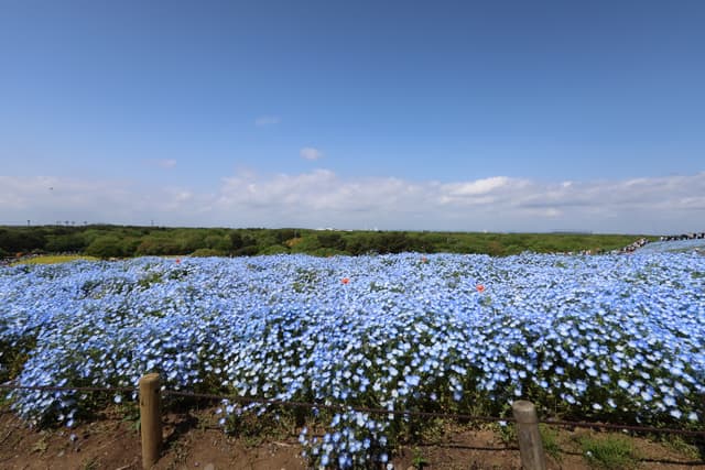 A vast field of blooming blue flowers under a clear blue sky with scattered clouds