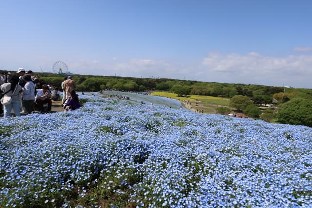 A vast field of blooming blue flowers under a clear blue sky, with a group of people on the left and a distant Ferris wheel visible on the horizon