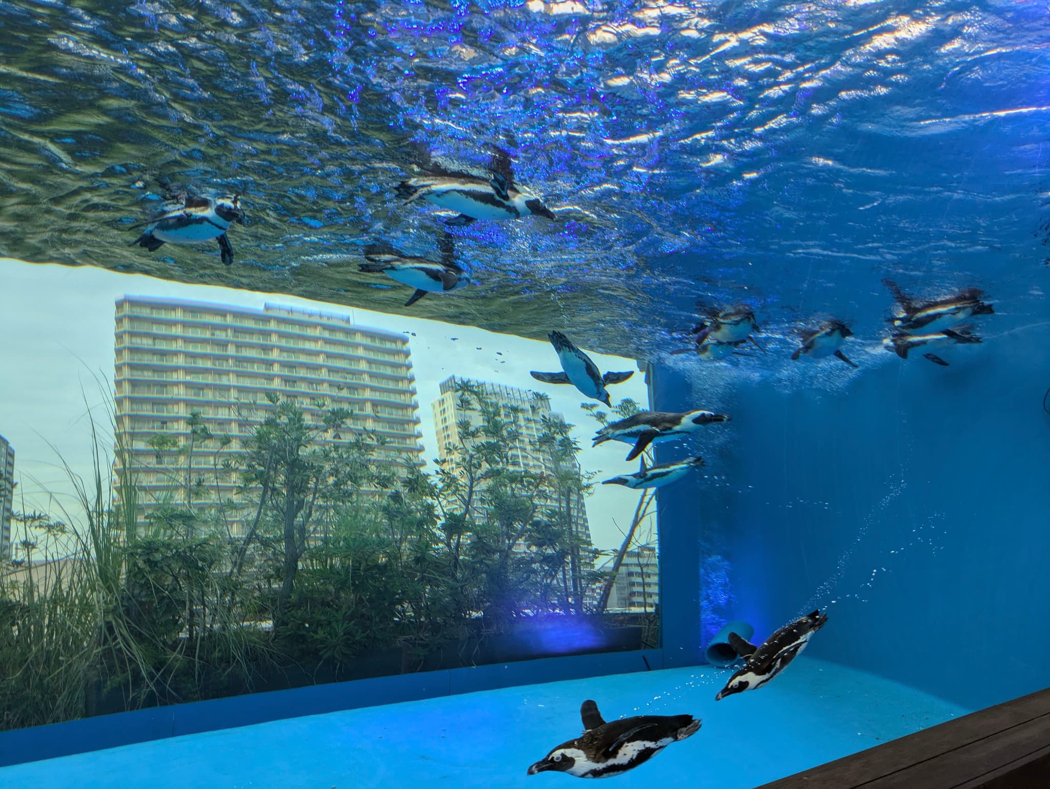 Penguins swimming underwater in an aquarium with a cityscape visible through the glass