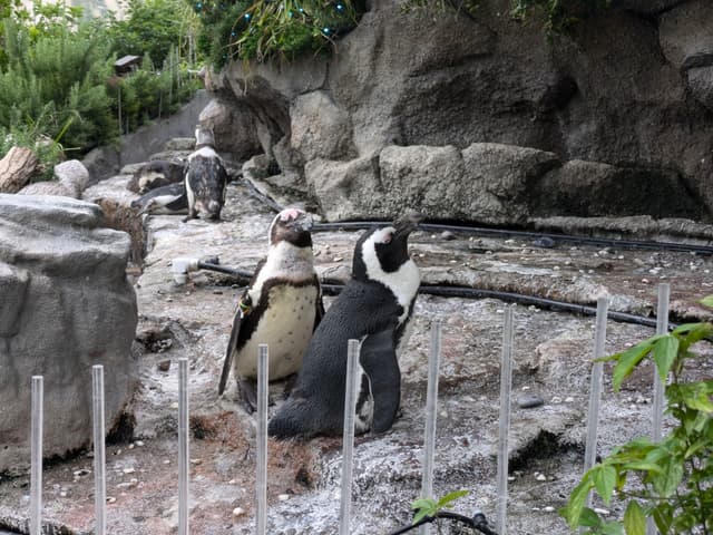 Penguins standing on rocky terrain with greenery and a fence in the foreground