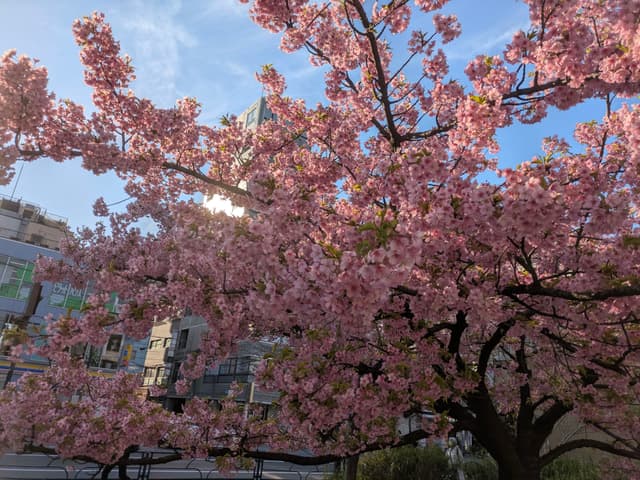 A cherry blossom tree in full bloom with pink flowers, set against a backdrop of buildings and a clear blue sky