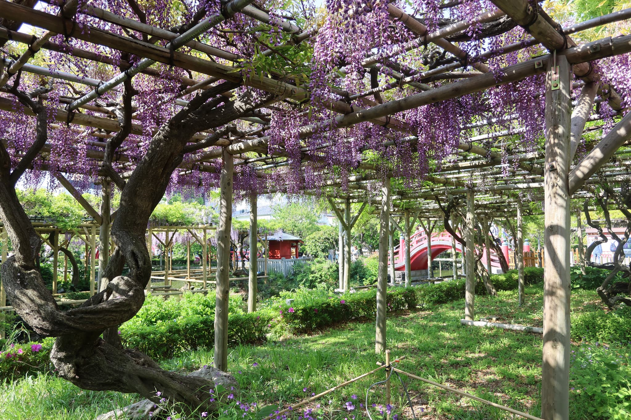A garden with wisteria vines draped over a wooden pergola, casting dappled shadows on the grass below