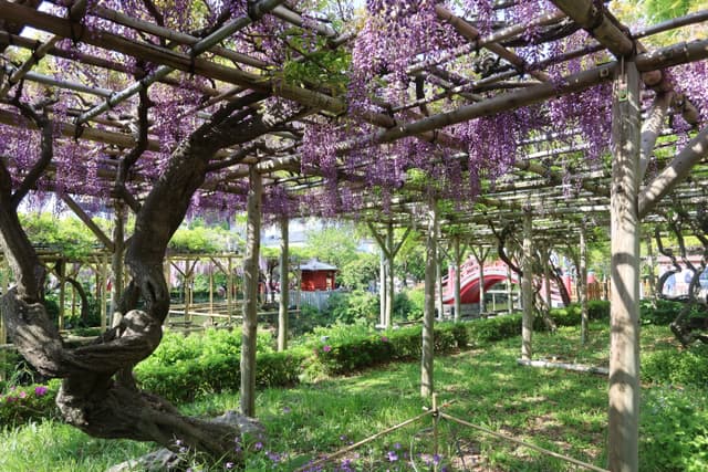 A garden with wisteria vines draped over a wooden pergola, casting dappled shadows on the grass below