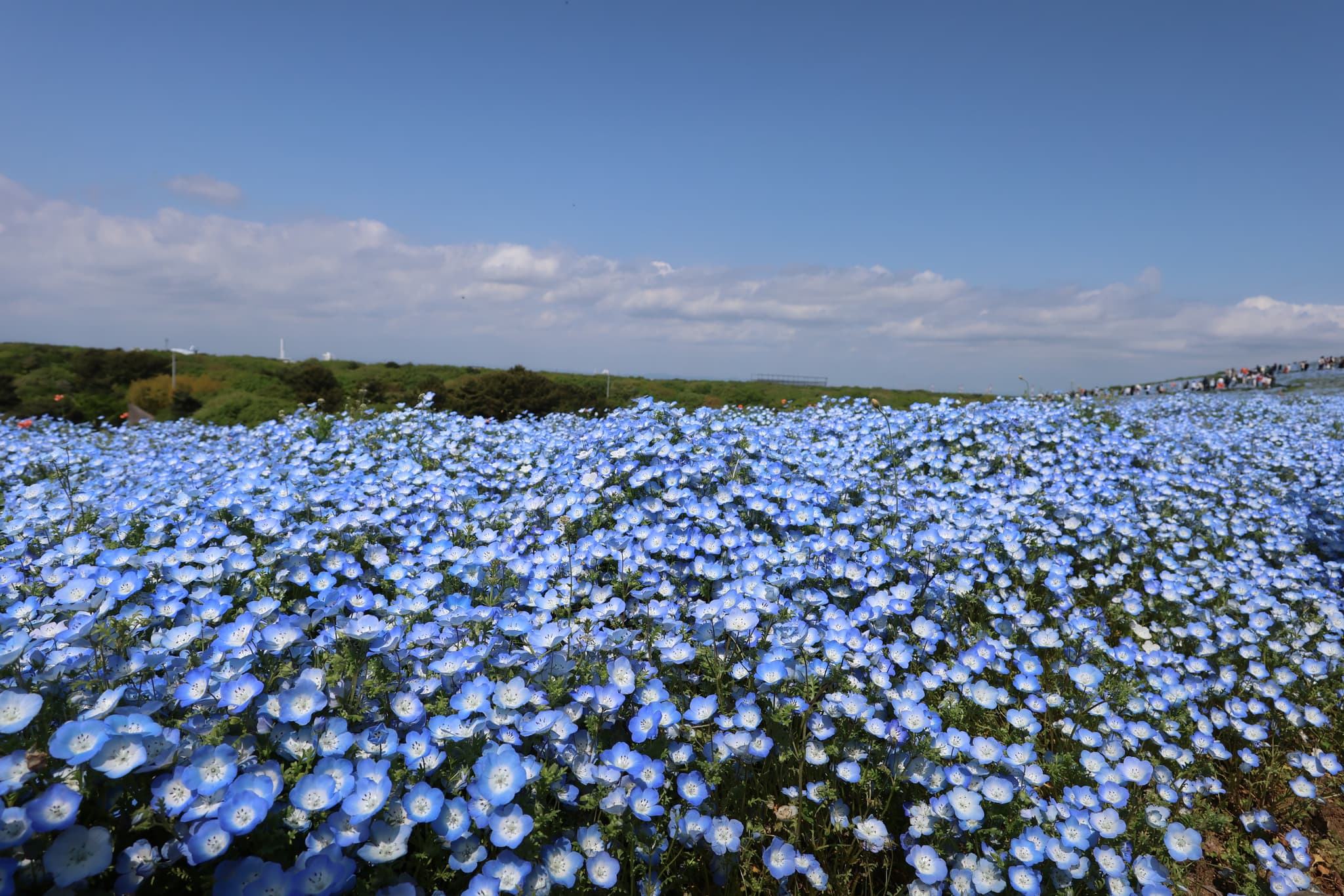 A vast field of blooming blue flowers under a clear blue sky with scattered clouds