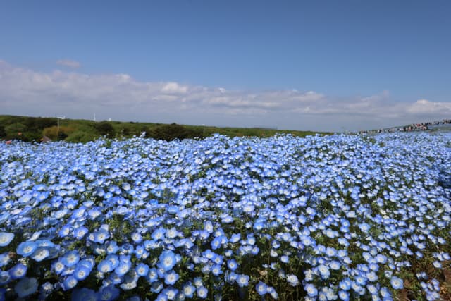 A vast field of blooming blue flowers under a clear blue sky with scattered clouds