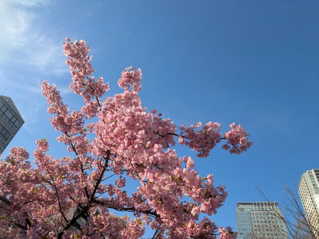 Pink cherry blossoms against a clear blue sky with modern buildings in the background